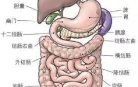 多揉腹少生病！预防胃病、消除便秘、调理积食